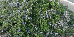 Ground Cover - ceanothus-yankee-point adds a green and purple background. 